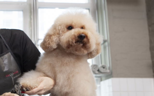 ドッグサロンのイメージ画像